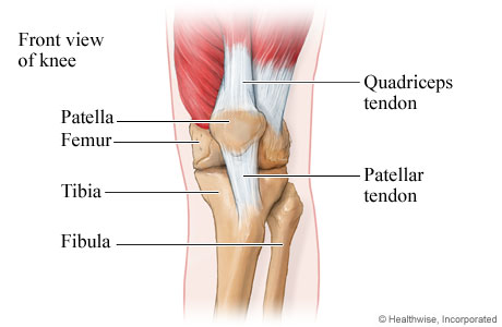 Tendons at the front of the knee