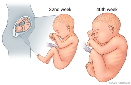 Fetus in uterus, with detail of development at 32nd week and 40th week