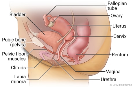 Side view of female pelvic anatomy in lower belly, including a fallopian tube, an ovary, uterus, cervix, vagina, clitoris, labia minora, pubic bone (pelvis), pelvic floor muscles, bladder, urethra, and rectum.