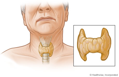 Thyroid gland and its location in the neck