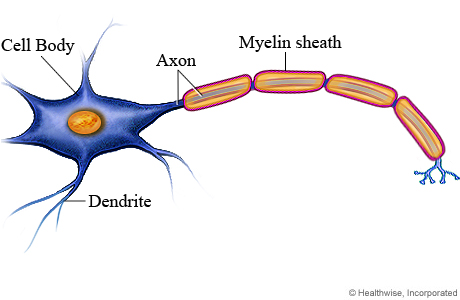 Picture of a neuron