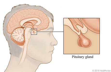 Location of pituitary gland beneath the brain, with close-up of the gland