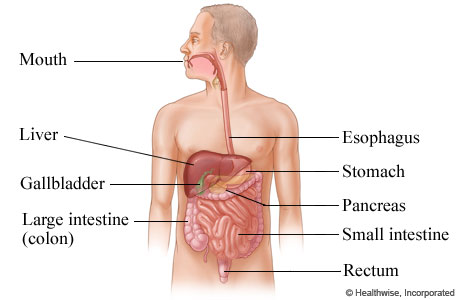 The digestive system.