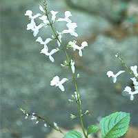 Coleus