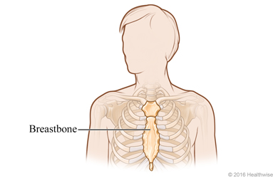 Skeletal view of breastbone in the chest