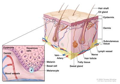 Anatomy of the skin with melanocytes; drawing shows normal skin anatomy, including the epidermis, dermis, hair follicles, sweat glands, hair shafts, veins, arteries, fatty tissue, nerves, lymph vessels, oil glands, and subcutaneous tissue. The pullout shows a close-up of the squamous cell and basal cell layers of the epidermis above the dermis with blood vessels. Melanin is shown in the cells. A melanocyte is shown in the layer of basal cells at the deepest part of the epidermis.