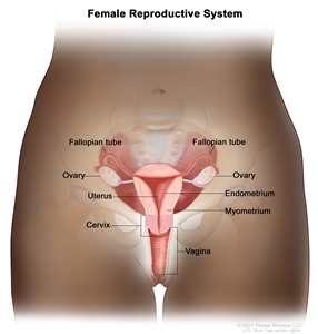 Anatomy of the female reproductive system; drawing shows the uterus, myometrium (muscular outer layer of the uterus), endometrium (inner lining of the uterus), ovaries, fallopian tubes, cervix, and vagina.