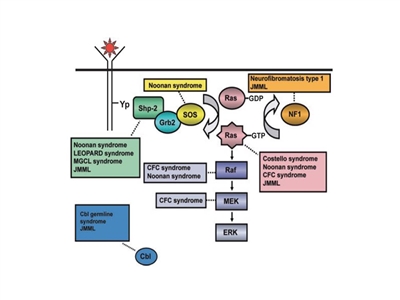 Schematic diagram showing ligand-stimulated Ras activation, the Ras-Erk pathway, and gene mutations contributing to the neuro-cardio-facio-cutaneous congenital disorders and JMML.