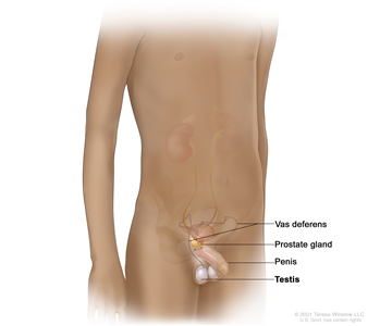 Anatomy of the male reproductive system; drawing shows the vas deferens (a long tube that carries sperm out of the testes), prostate gland, penis, and testes.