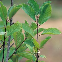 Alder Buckthorn