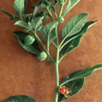 Ashwagandha