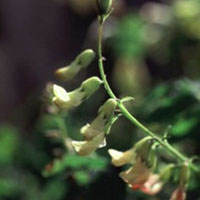 Astragalus