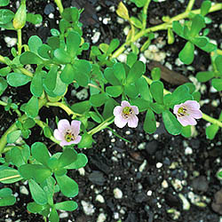 Bacopa