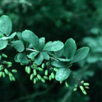 Barberry