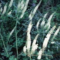 Black Cohosh