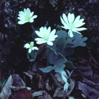 Bloodroot