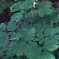 Blue Cohosh