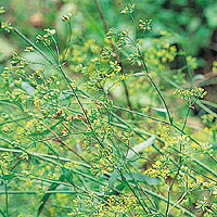 Bupleurum