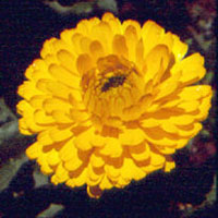 Calendula