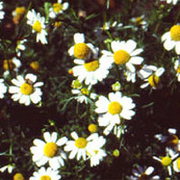 Chamomile