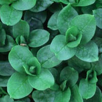 Chickweed