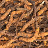 Cordyceps