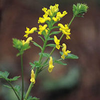 Corydalis