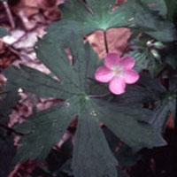 Cranesbill