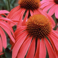 Echinacea