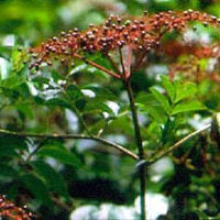 Elderberry