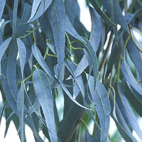 Eucalyptus