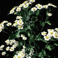 Feverfew