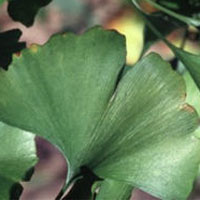 Ginkgo