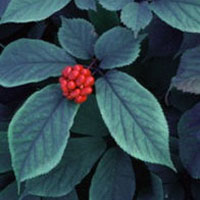 American Ginseng