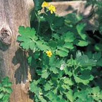 Greater Celandine