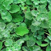 Horehound