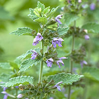 Black Horehound