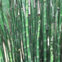 Horsetail