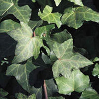 Ivy Leaf