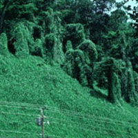 Kudzu