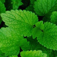 Lemon Balm