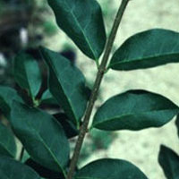 Ligustrum