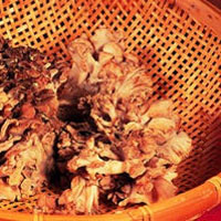 Maitake