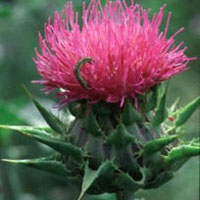 Milk Thistle