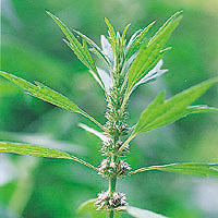 Motherwort