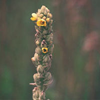 Mullein