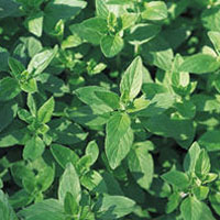 Oregano/Wild Marjoram