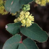 Oregon Grape