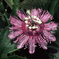 Passion Flower