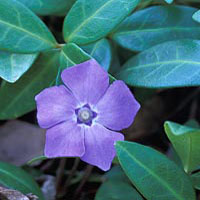 Periwinkle